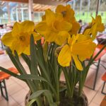 Autoschau Autohaus Niedermayer - Frühlingsbote