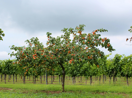Apfelbaum reich tragend